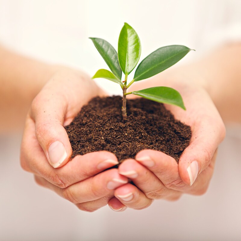 Handful of Soil with Young Plant Growing