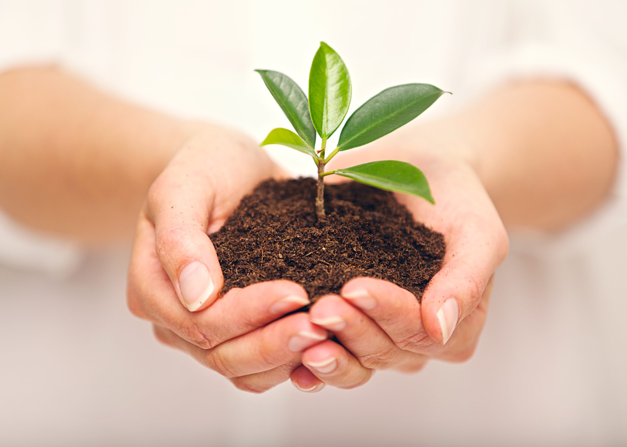 Handful of Soil with Young Plant Growing