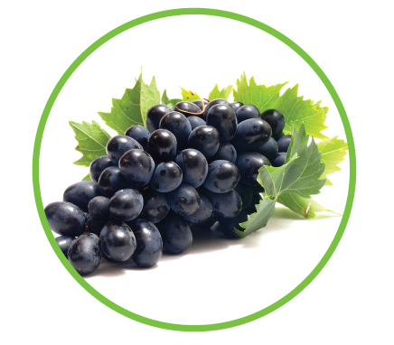 vinogradništvo-bcx900